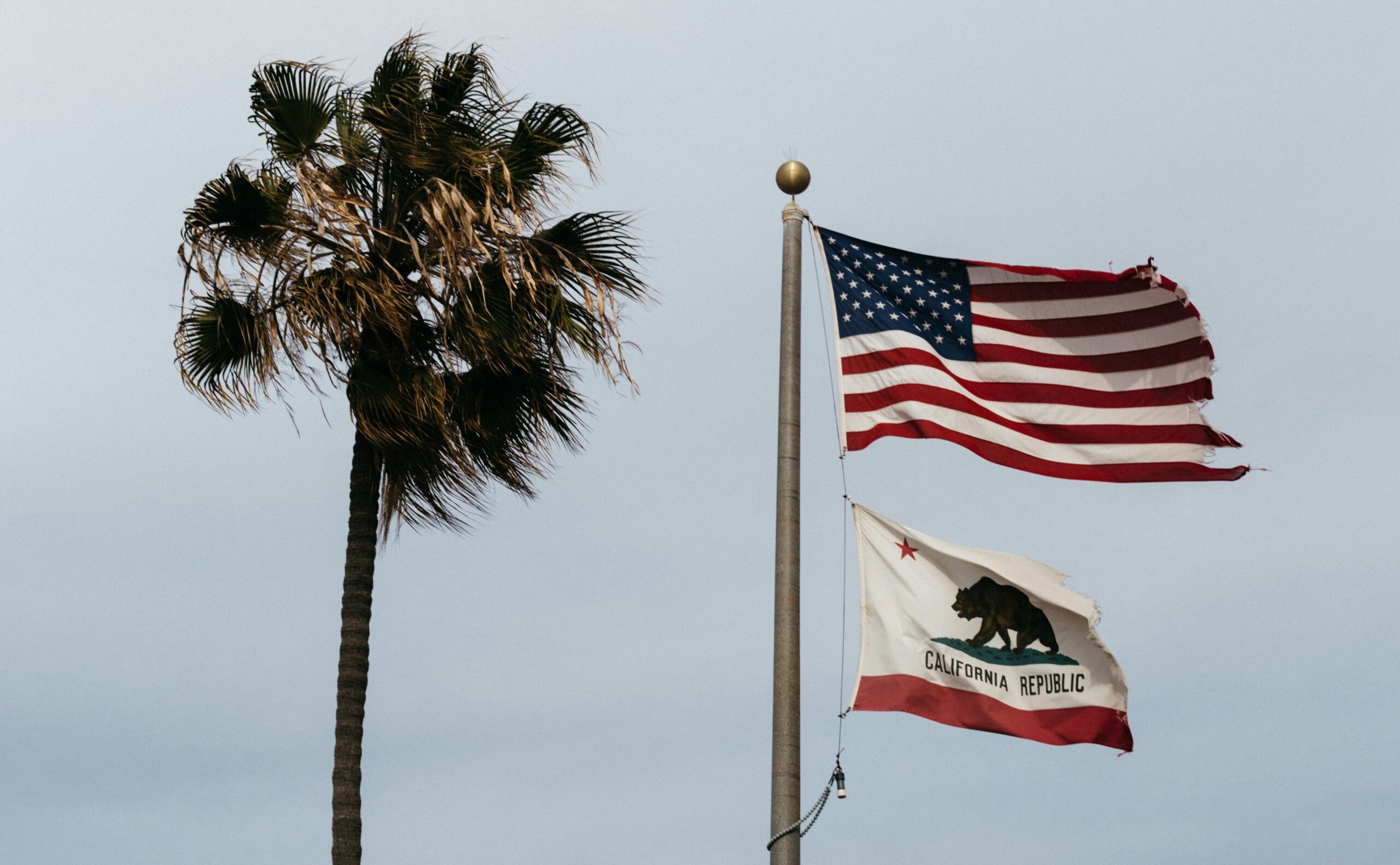 The American flag and the California flag on a flag pole with a palm tree beside it.