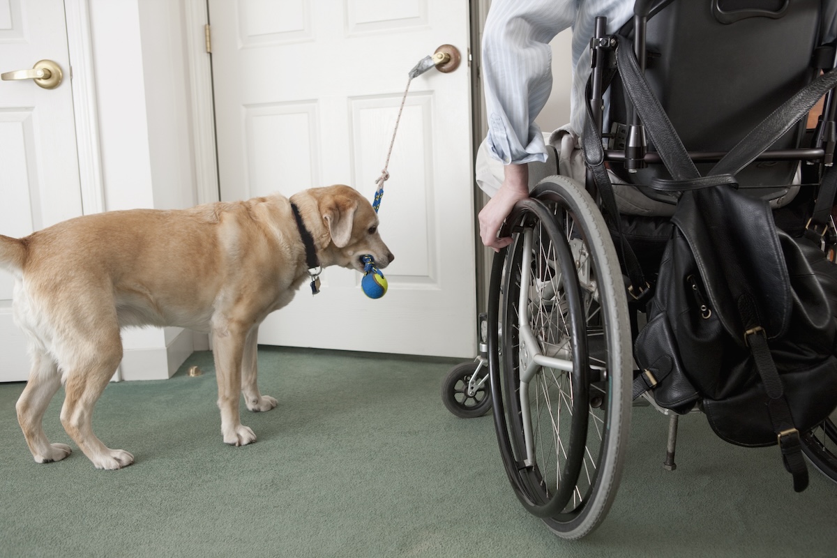 Service animal opens a door for a wheelchair user in a home.